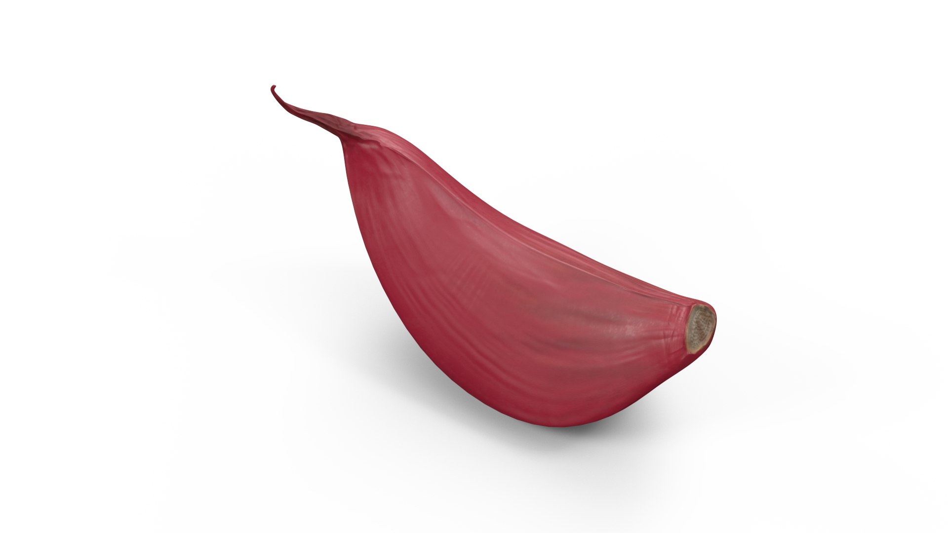 Clove Garlic Red 3D model preview