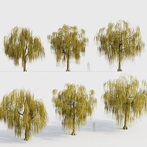 Salix babylonica Weeping Willow 02 3D model
