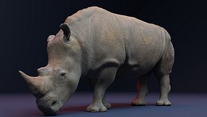 3D Rhino Animated 3D Model