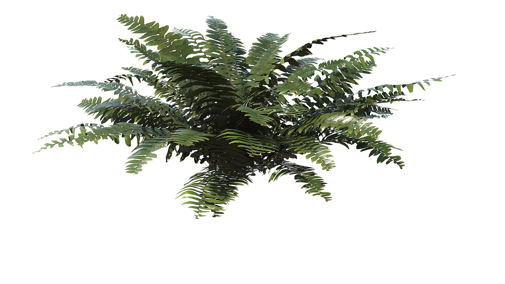 3D Sword Fern Bundle model https://p.turbosquid.com/ts-thumb/IY/dmNBEl/3h/a_0009/jpg/1749060177/1920x1080/fit_q87/61f2850f5278a6658234c90900dcaf511e09131e/a_0009.jpg