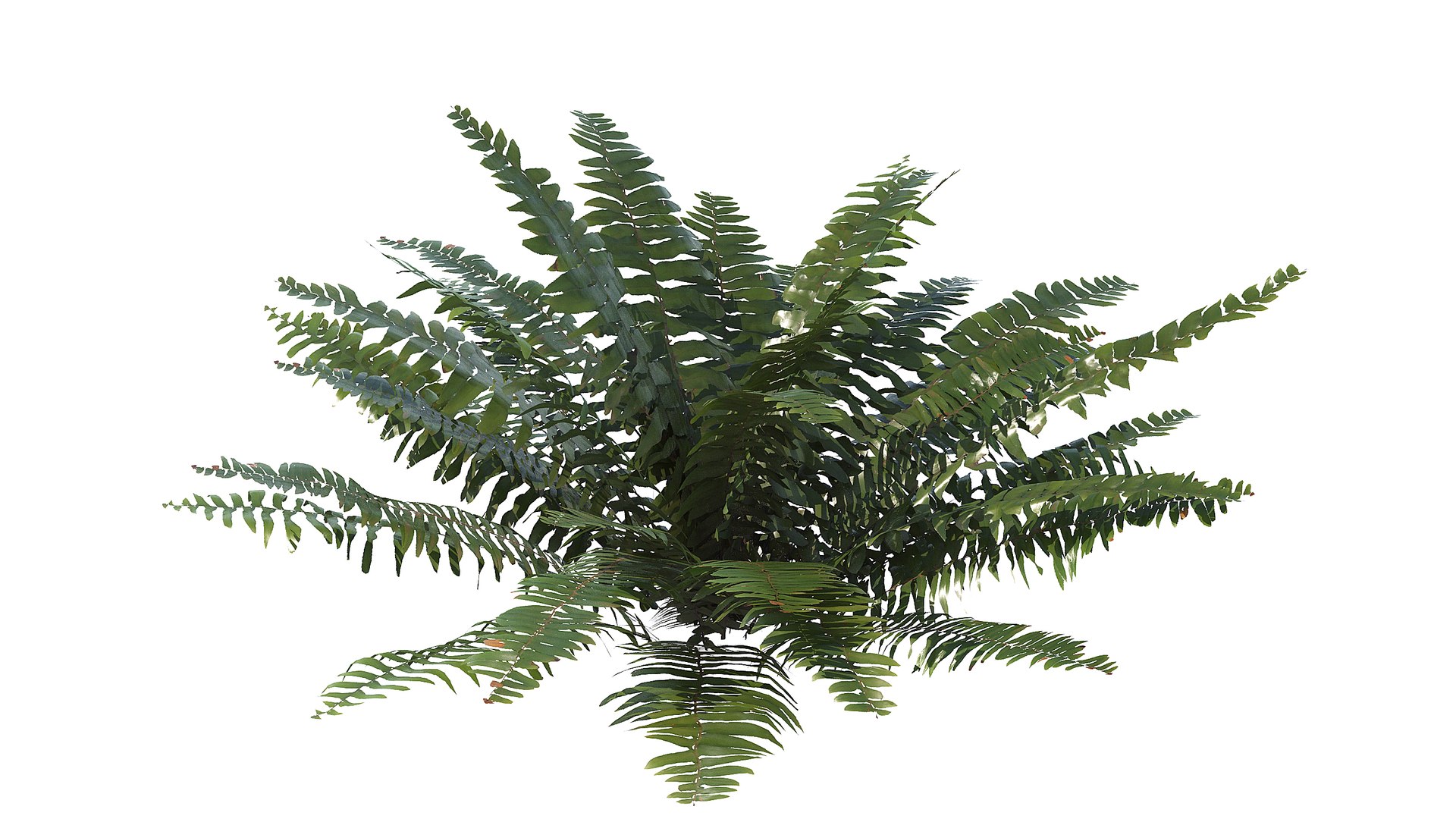 3D Sword Fern Bundle model https://p.turbosquid.com/ts-thumb/IY/dmNBEl/DD/a_0006/jpg/1749060172/1920x1080/fit_q87/2b71d925a67acd3728b946665d6882eaac8df458/a_0006.jpg