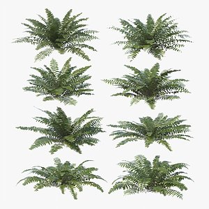 Sword Fern Bundle