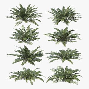 Sword Fern Bundle