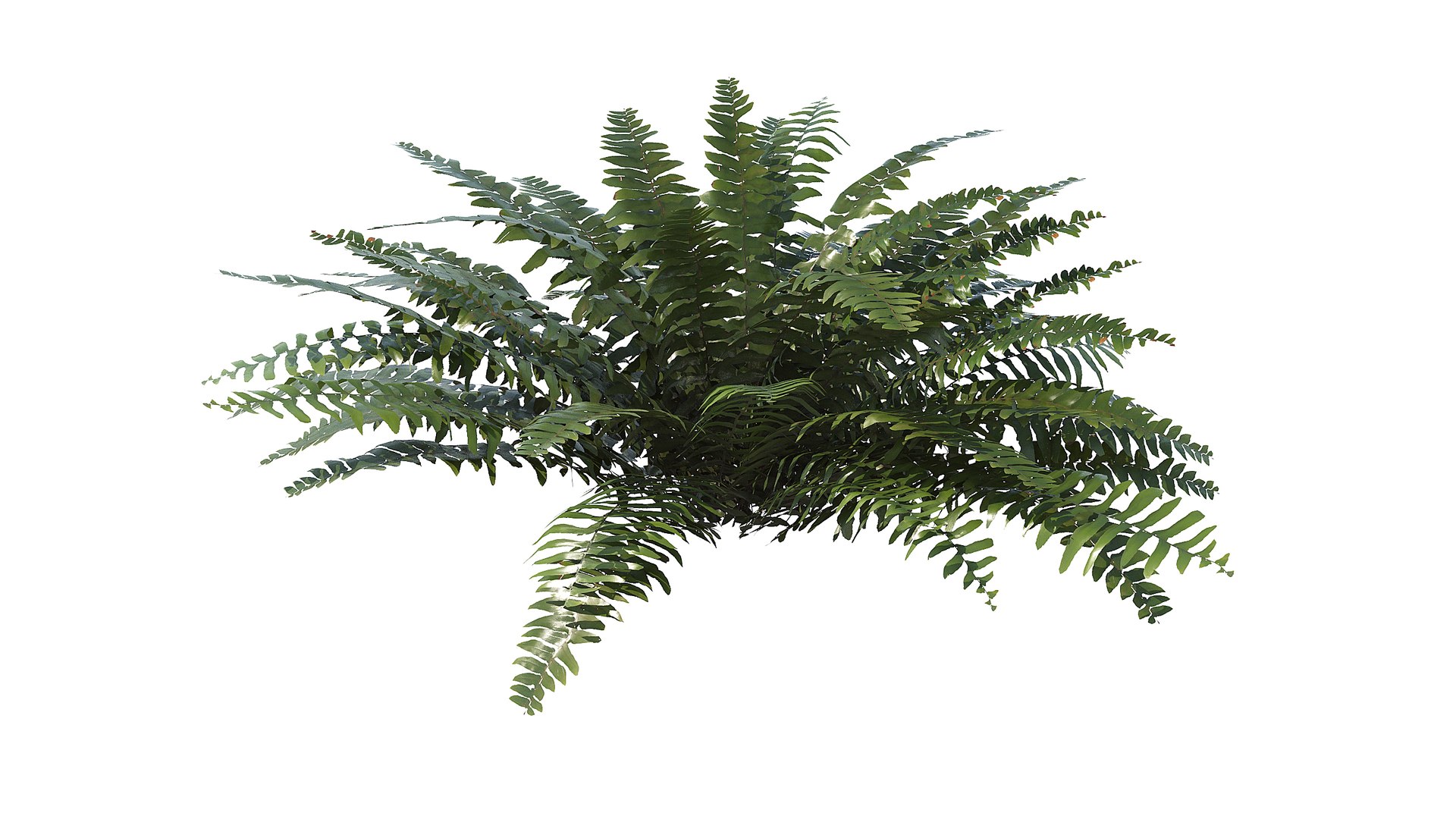 3D Sword Fern Bundle model https://p.turbosquid.com/ts-thumb/IY/dmNBEl/Ru/a_0003/jpg/1749060167/1920x1080/fit_q87/a272c9119f0090ff2fe5503046c24a7953b6c1ed/a_0003.jpg