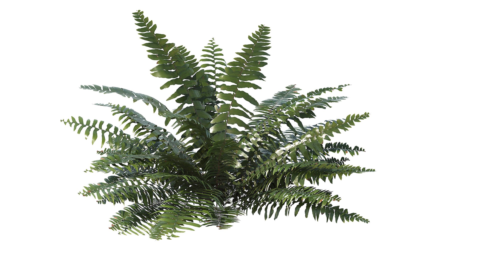 3D Sword Fern Bundle model https://p.turbosquid.com/ts-thumb/IY/dmNBEl/iT/a_0012/jpg/1749060183/1920x1080/fit_q87/927970563bf7c3ced1301db1abcf970f629dd5c3/a_0012.jpg