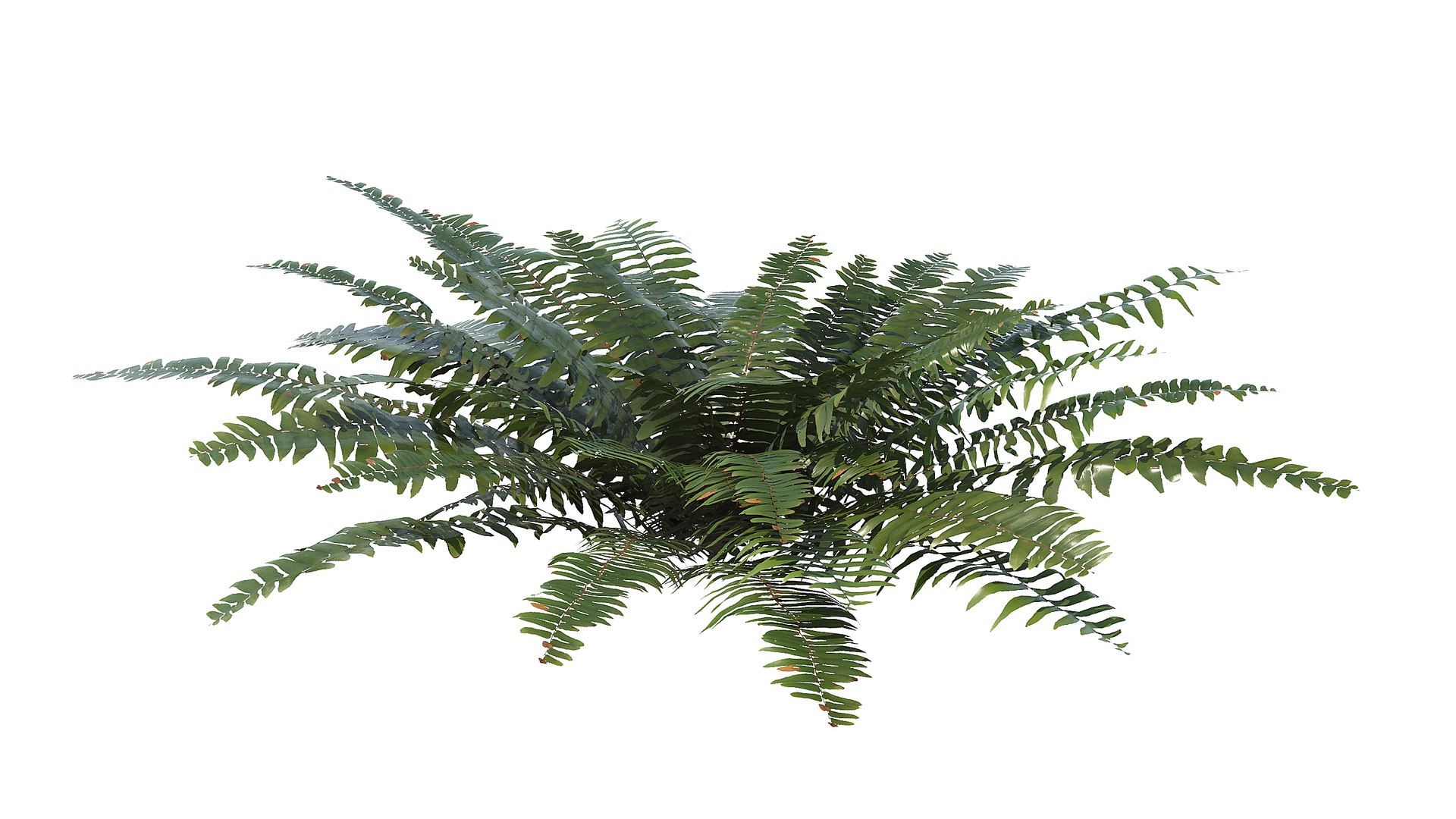 3D Sword Fern Bundle model https://p.turbosquid.com/ts-thumb/IY/dmNBEl/qJ/a_0015/jpg/1749060188/1920x1080/fit_q87/085c73e8bb43f808c12fe1ab29e07721dee810cc/a_0015.jpg
