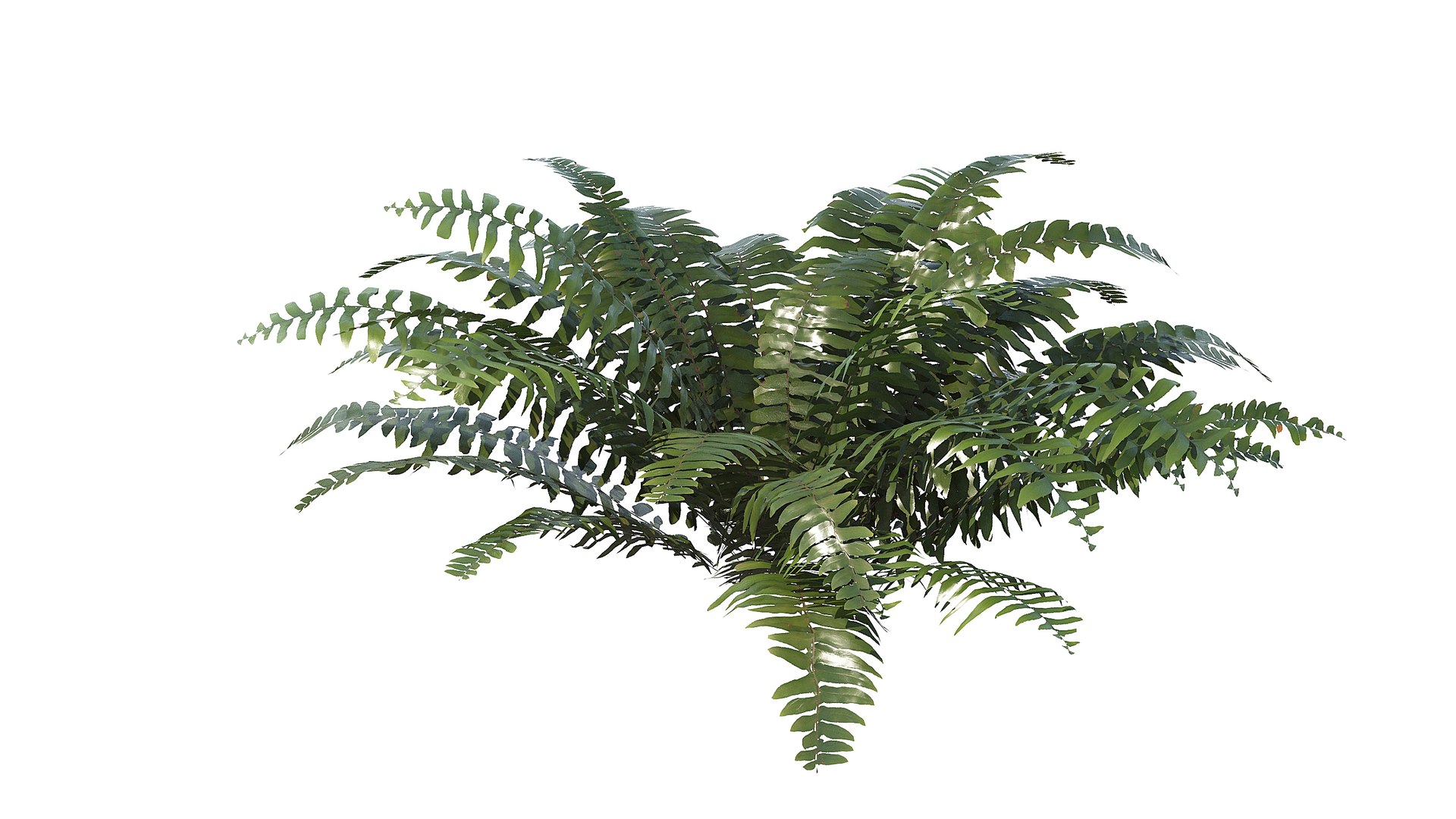 3D Sword Fern Bundle model https://p.turbosquid.com/ts-thumb/IY/dmNBEl/rt/a_00032/jpg/1749060209/1920x1080/fit_q87/4b3475875bb0244df9debde5b0fc4e4906244b3b/a_00032.jpg