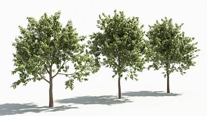 3D Acer negundo tree