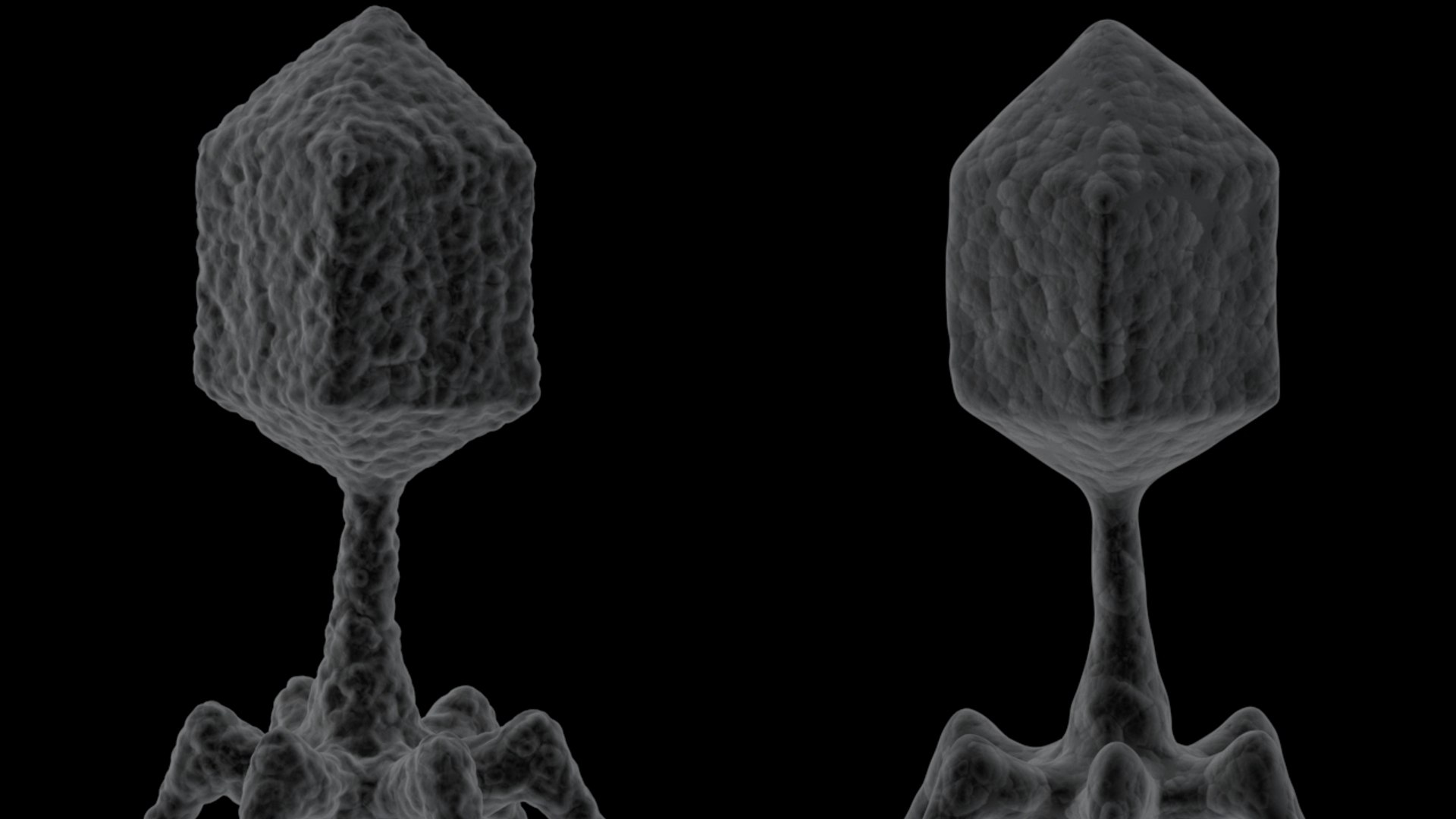 3D 2 bacteriophage model https://p.turbosquid.com/ts-thumb/IY/ks1xqb/RkcZJhbu/virus_14/jpg/1532516943/1920x1080/fit_q87/7a7495838e4adb1d6b404c05cfc5ccaa8b96eb15/virus_14.jpg