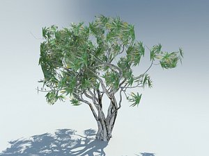 3D tree aloe bainesii
