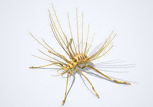 3D model Hallucinochrysa diogenesi