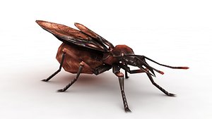 Ant