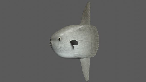 3D модель Океанская солнечная рыба - TurboSquid 1748374