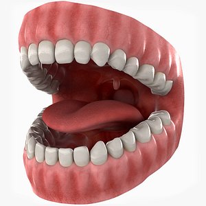 Mouth