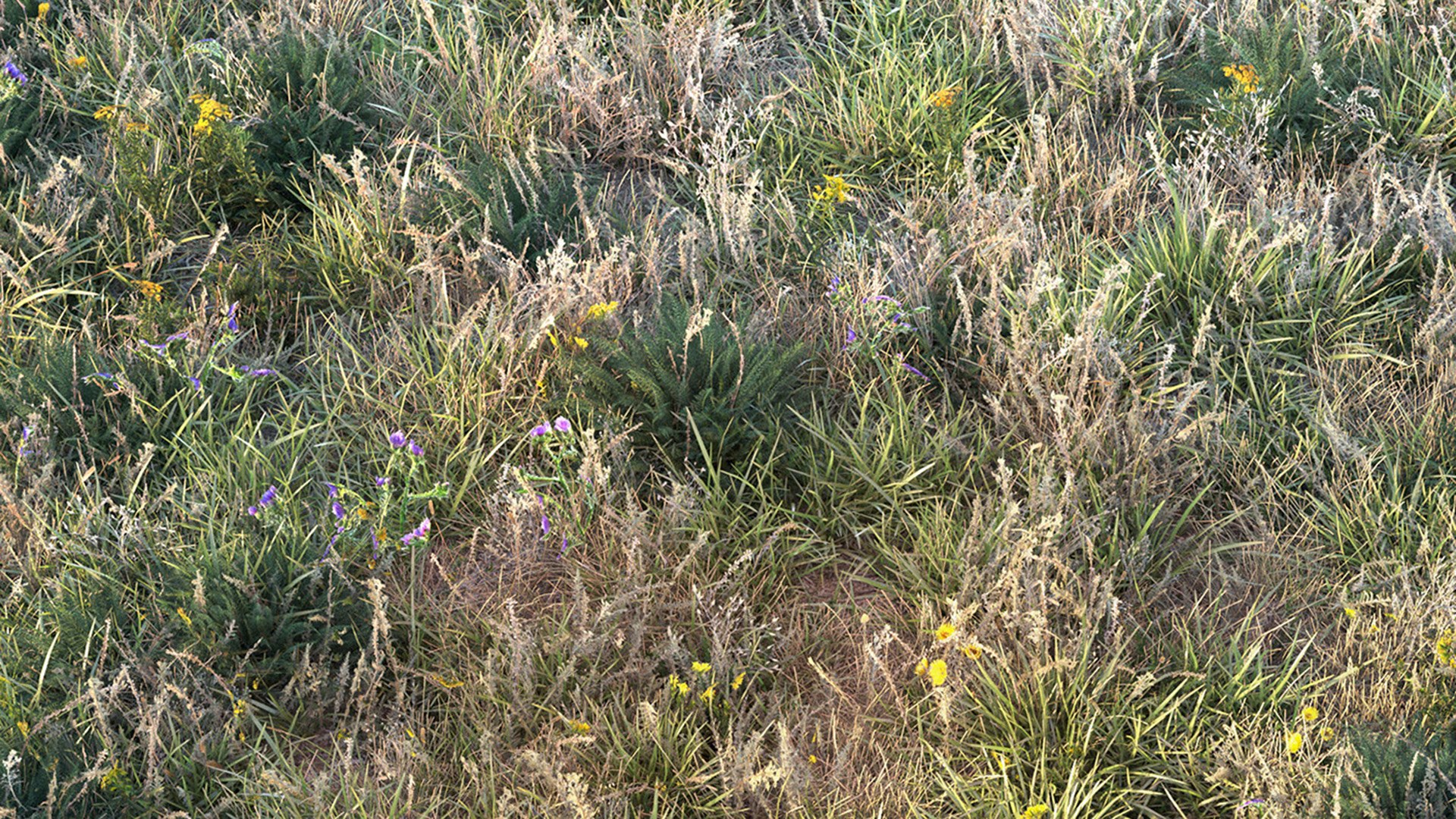 grass dry lawn 3D model https://p.turbosquid.com/ts-thumb/IZ/Ffxvp5/1u/render_14/jpg/1616526700/1920x1080/fit_q87/230d444b9601cc45d818ef74fa0b52ea391c6075/render_14.jpg