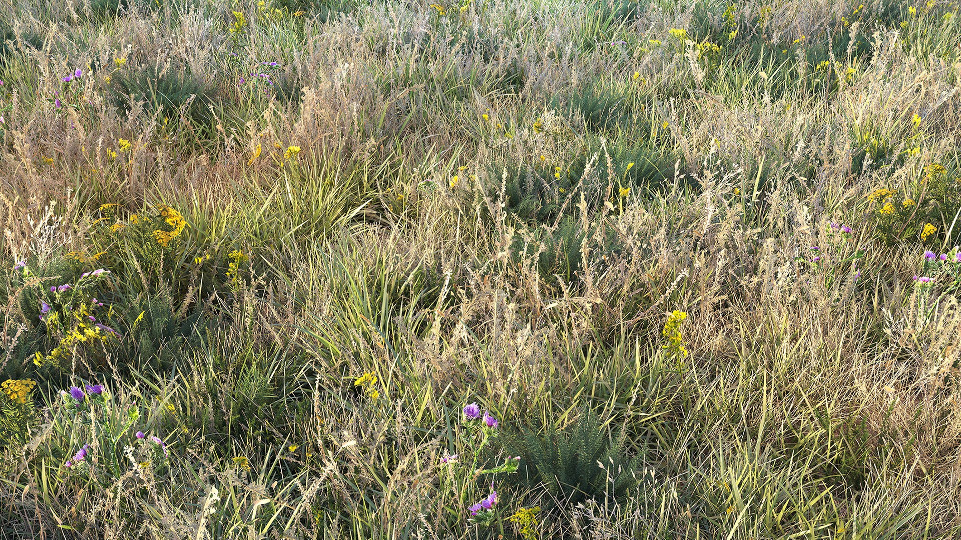 grass dry lawn 3D model https://p.turbosquid.com/ts-thumb/IZ/Ffxvp5/7D/render_9/jpg/1616526620/1920x1080/fit_q87/dfa044c6ebf9cab74459b689c9d9487e30a38abe/render_9.jpg