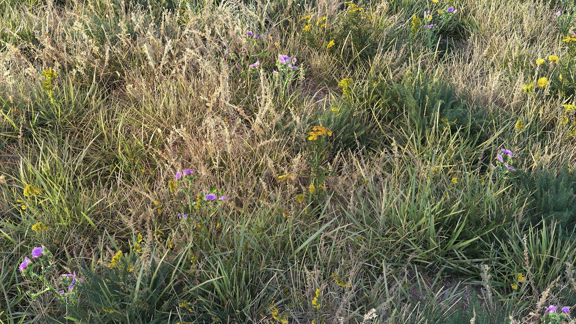 grass dry lawn 3D model https://p.turbosquid.com/ts-thumb/IZ/Ffxvp5/Ct/render_12/jpg/1616526709/1920x1080/fit_q87/67ddeac3bd2f3c2628d654ac8baf3f9c61b880e5/render_12.jpg