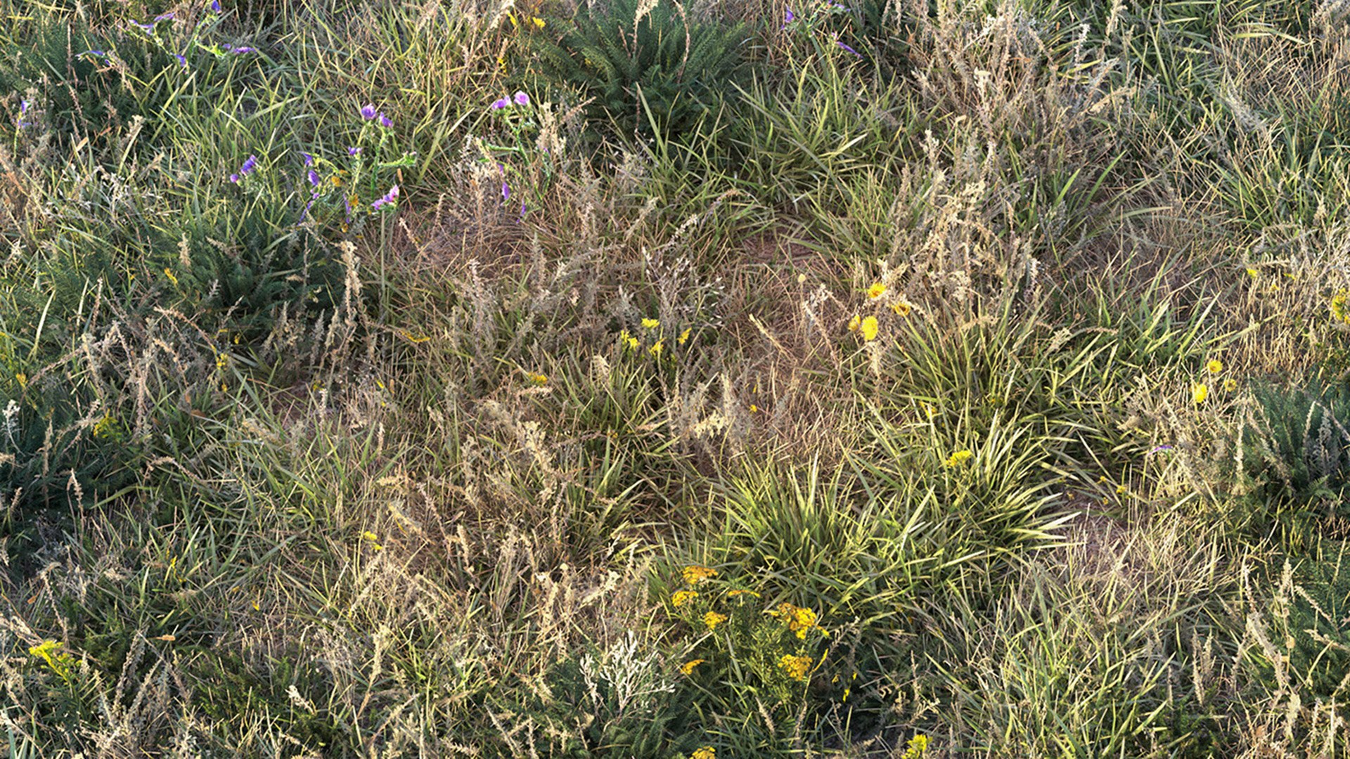 grass dry lawn 3D model https://p.turbosquid.com/ts-thumb/IZ/Ffxvp5/JM/render_15/jpg/1616526700/1920x1080/fit_q87/d4a54784de8115d50f933980b88c389608758ff0/render_15.jpg