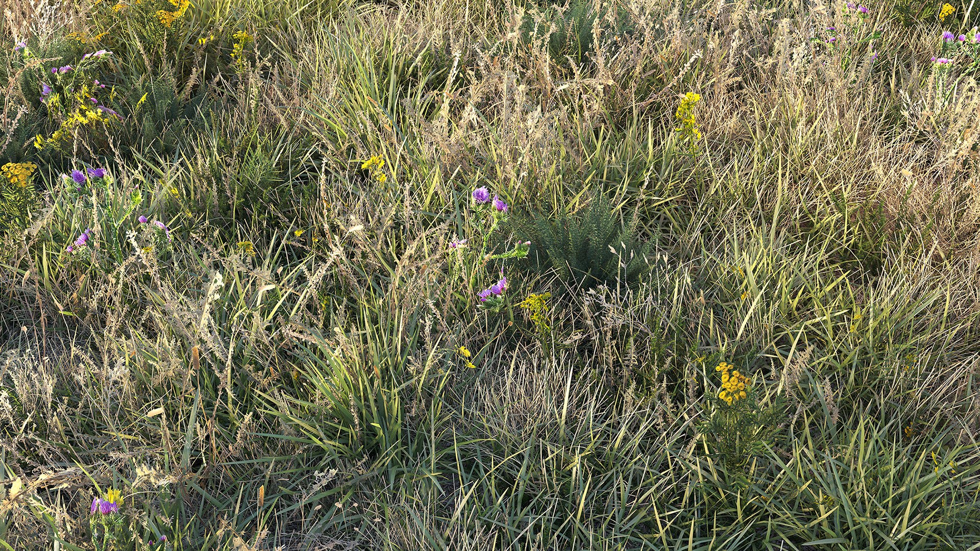 grass dry lawn 3D model https://p.turbosquid.com/ts-thumb/IZ/Ffxvp5/T3/render_8/jpg/1616526610/1920x1080/fit_q87/ce942a69234dd96da287564e86f30aa6d15518e6/render_8.jpg