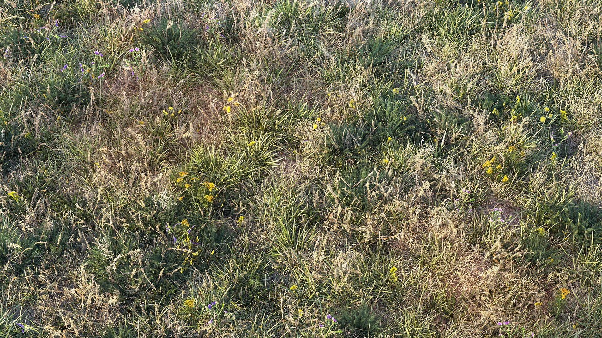 grass dry lawn 3D model https://p.turbosquid.com/ts-thumb/IZ/Ffxvp5/d9/render_10/jpg/1616526620/1920x1080/fit_q87/7ed12461b03d0376815146e0ab9086737bf676e6/render_10.jpg