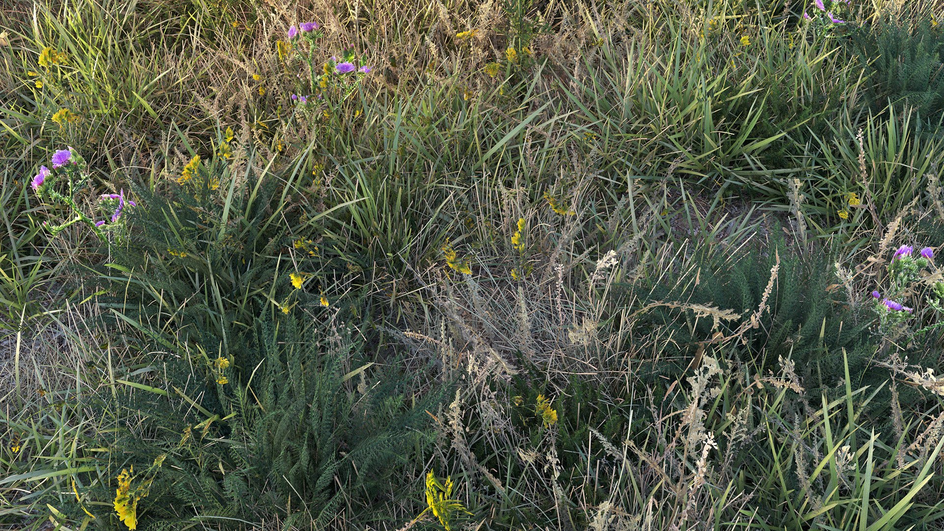 grass dry lawn 3D model https://p.turbosquid.com/ts-thumb/IZ/Ffxvp5/oE/render_13/jpg/1616526700/1920x1080/fit_q87/6292707b68878c873bbd5758e0c224baf6317ff0/render_13.jpg