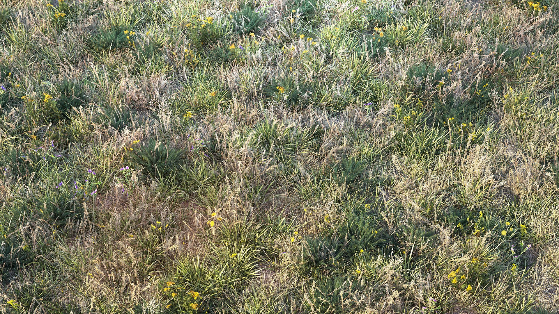 grass dry lawn 3D model https://p.turbosquid.com/ts-thumb/IZ/Ffxvp5/pR/render_11/jpg/1616526618/1920x1080/fit_q87/494c28b42be3220a75d08b7d9c0f75e34c110333/render_11.jpg