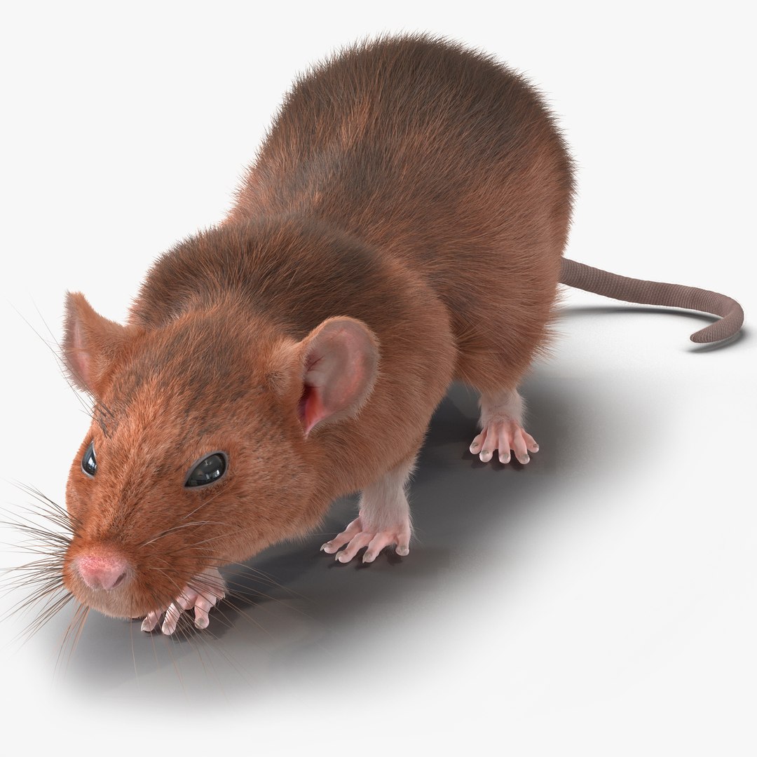 Rat 2 Pose 3 3D model preview