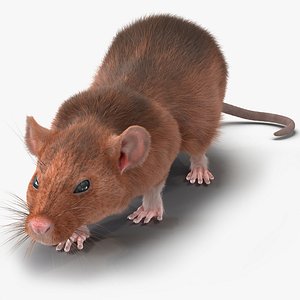 max rat 2 pose 3