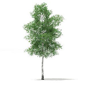 3d model silver birch tree betula
