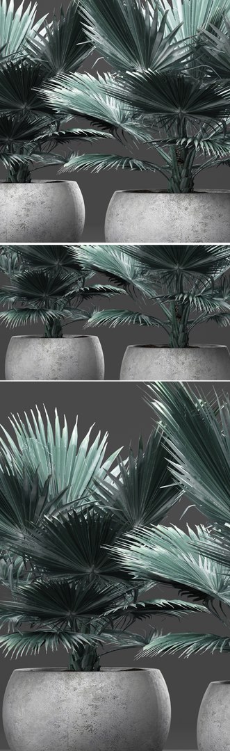3D model bismarckia nobilis https://p.turbosquid.com/ts-thumb/IZ/V0urBV/7PsYWskx/palm06/jpg/1492983295/1920x1080/fit_q87/01f5ef7e6e67a1e7768c0a5b3d2cbc34fa12ba1a/palm06.jpg