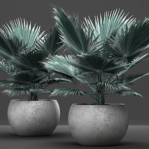 Bismarckia nobilis
