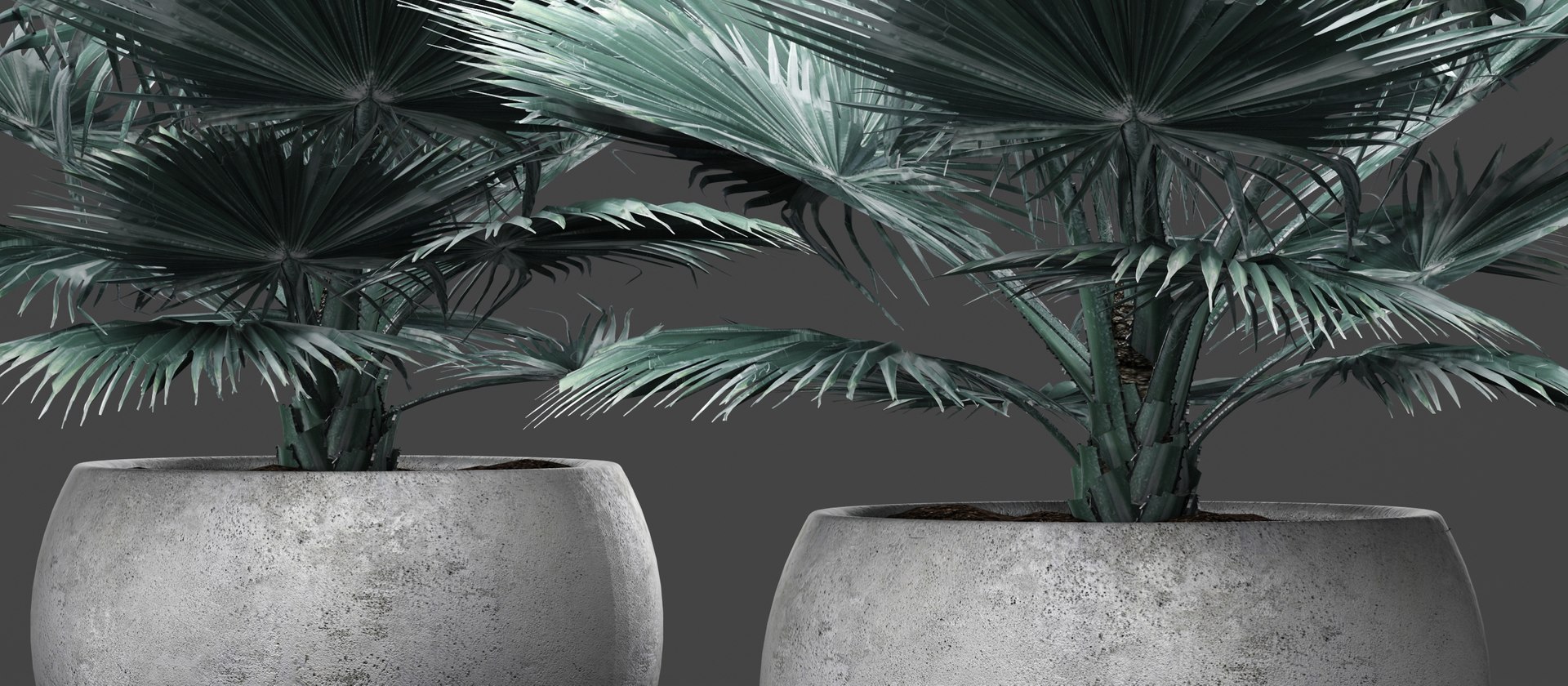 3D model bismarckia nobilis https://p.turbosquid.com/ts-thumb/IZ/V0urBV/ParsiW4Z/palm04/jpg/1492983295/1920x1080/fit_q87/7a98c20357c867e8bbd109fc529f1040d0c44119/palm04.jpg