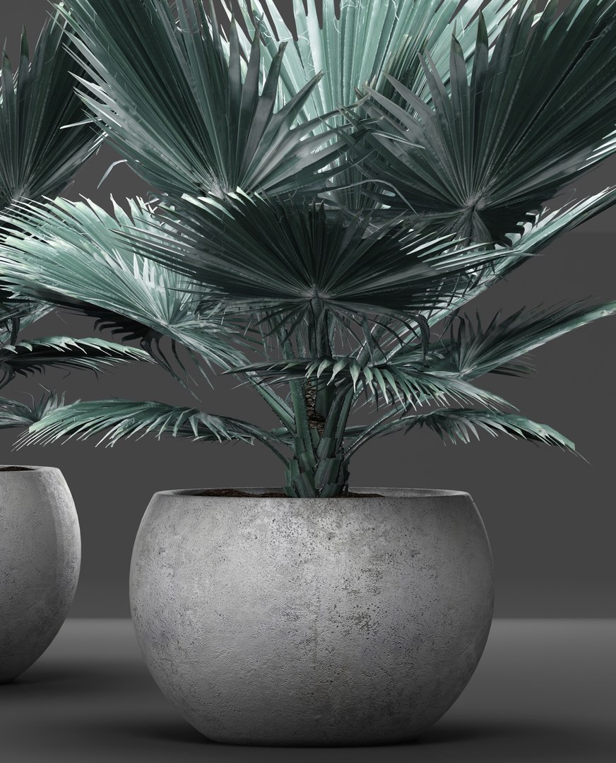 3D model bismarckia nobilis https://p.turbosquid.com/ts-thumb/IZ/V0urBV/TraiuenC/palm01/jpg/1492983295/1920x1080/fit_q87/7d9a721596250ae4d1a750436f0739b9b8d1309a/palm01.jpg