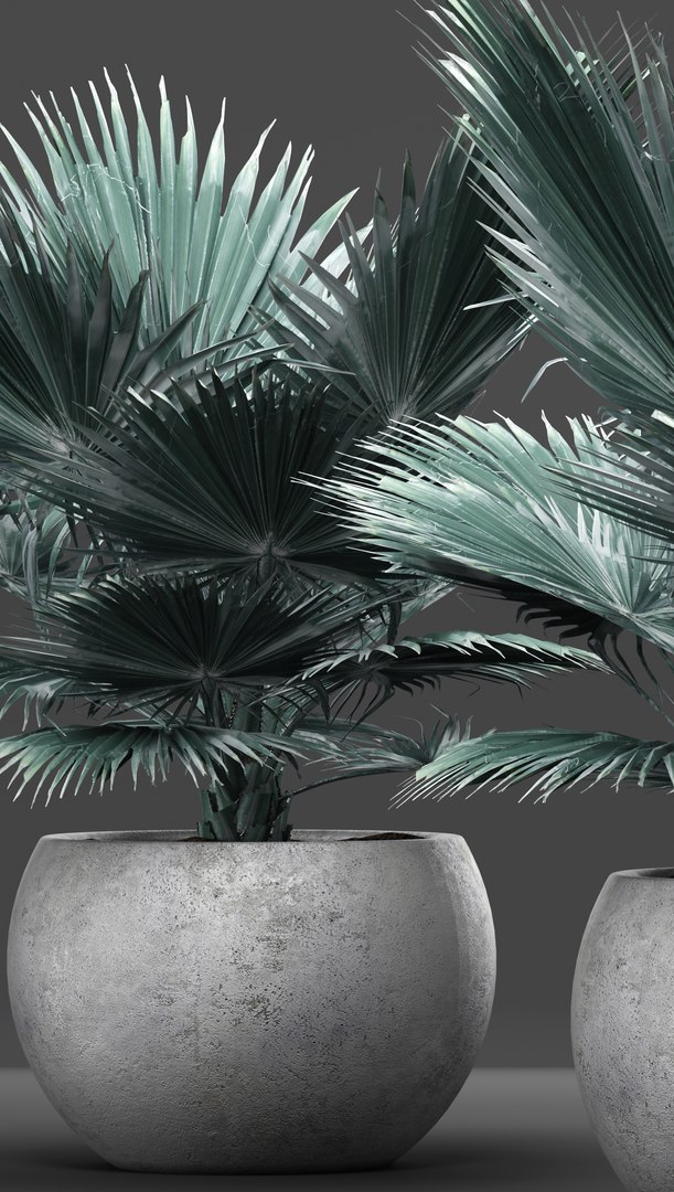 3D model bismarckia nobilis https://p.turbosquid.com/ts-thumb/IZ/V0urBV/YmjdgBCO/palm02/jpg/1492983295/1920x1080/fit_q87/20c51b0f9422738010b89eb1578a4c687094fdbd/palm02.jpg