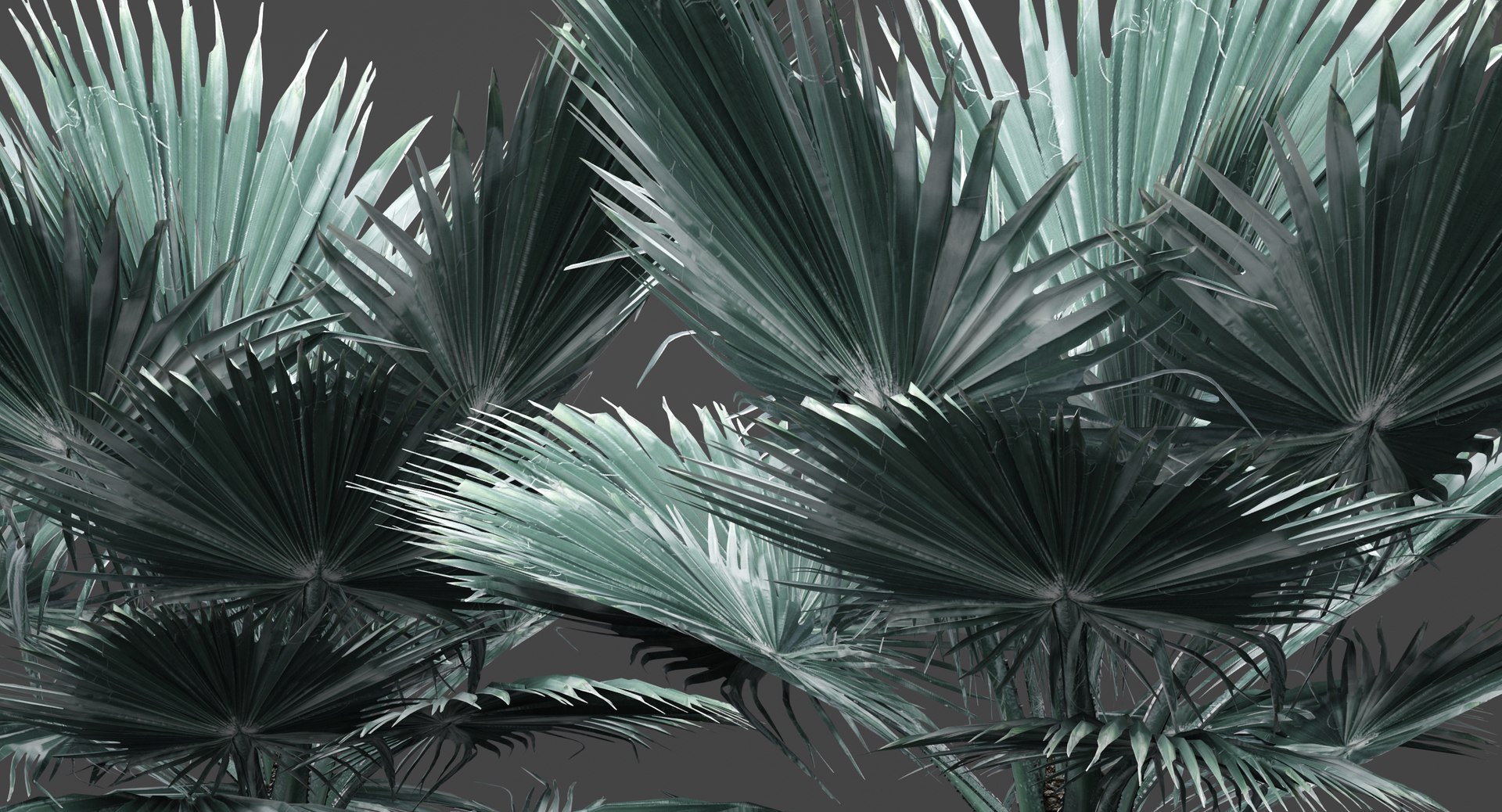 3D model bismarckia nobilis https://p.turbosquid.com/ts-thumb/IZ/V0urBV/ZZeSPU7o/palm05/jpg/1492983295/1920x1080/fit_q87/32b14260e2105f1416a230319ae1e696aa4de56c/palm05.jpg