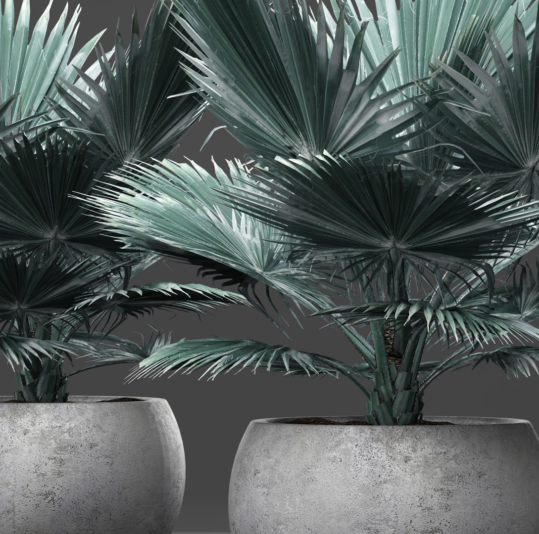 3D model bismarckia nobilis https://p.turbosquid.com/ts-thumb/IZ/V0urBV/pMIqUi9C/palm03/jpg/1492983295/1920x1080/fit_q87/077f75bf93c3ee881a5c0c841e1d358a90e03f6b/palm03.jpg