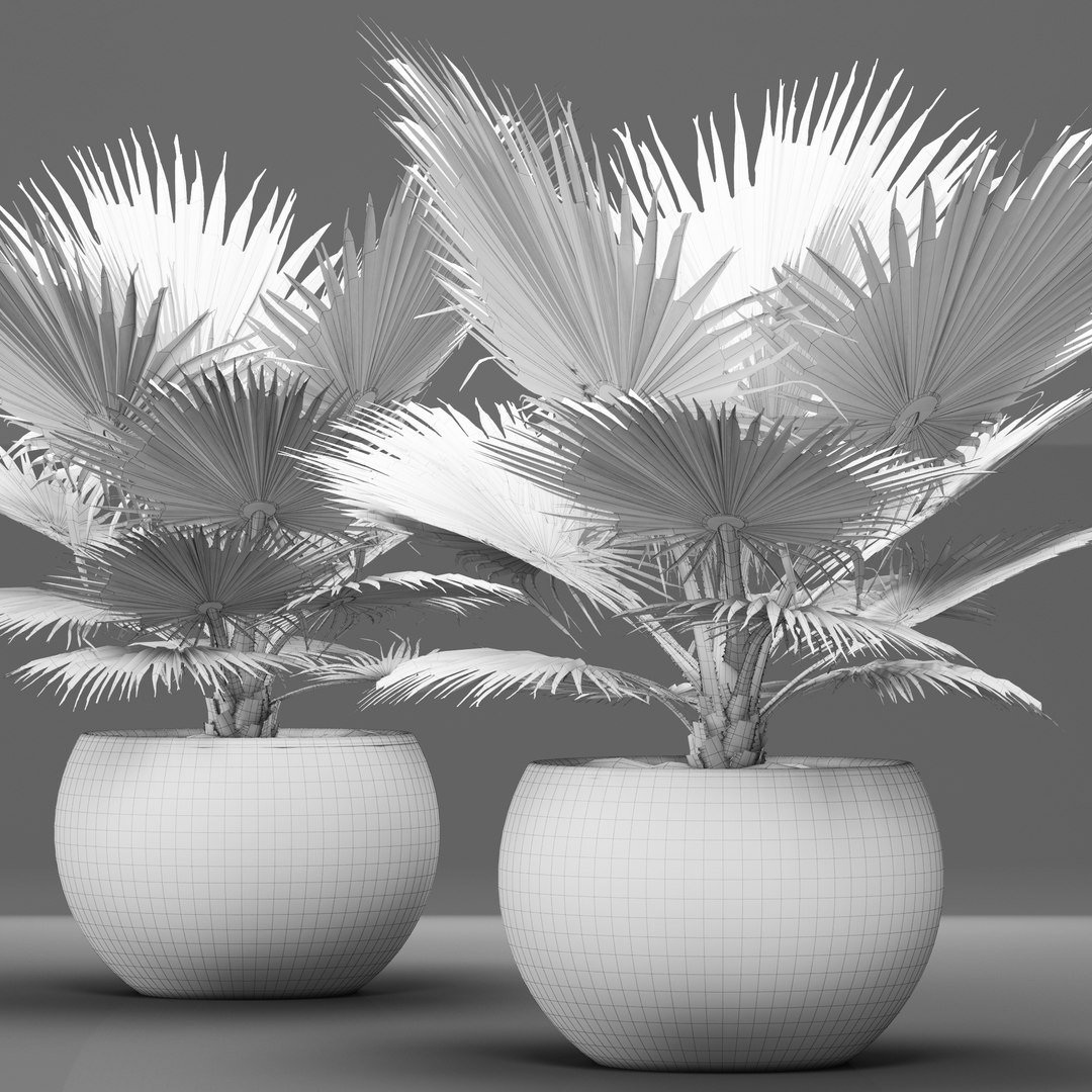 3D model bismarckia nobilis https://p.turbosquid.com/ts-thumb/IZ/V0urBV/rl2JzIDw/palm09/jpg/1492983295/1920x1080/fit_q87/116fa203accd6be65518bc05aea5c5178d71cb20/palm09.jpg