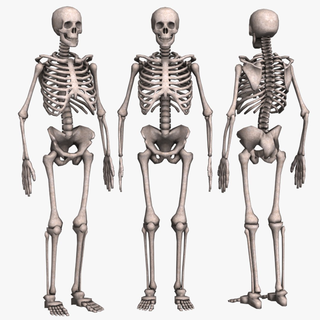 Skeleton 3d 3ds