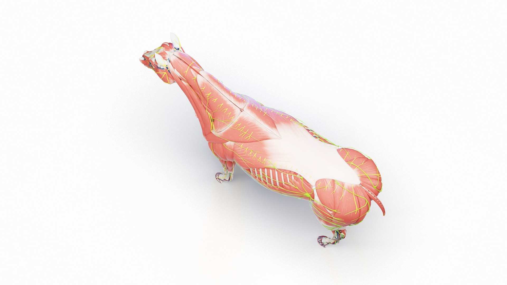 Full Horse Female Anatomy Static model https://p.turbosquid.com/ts-thumb/IZ/jCMecO/HI/horse_male_anatomy_c_0002/jpg/1718047847/1920x1080/fit_q87/e5d98ef5de64faa06d560ee8fce7f086d9b1a87d/horse_male_anatomy_c_0002.jpg