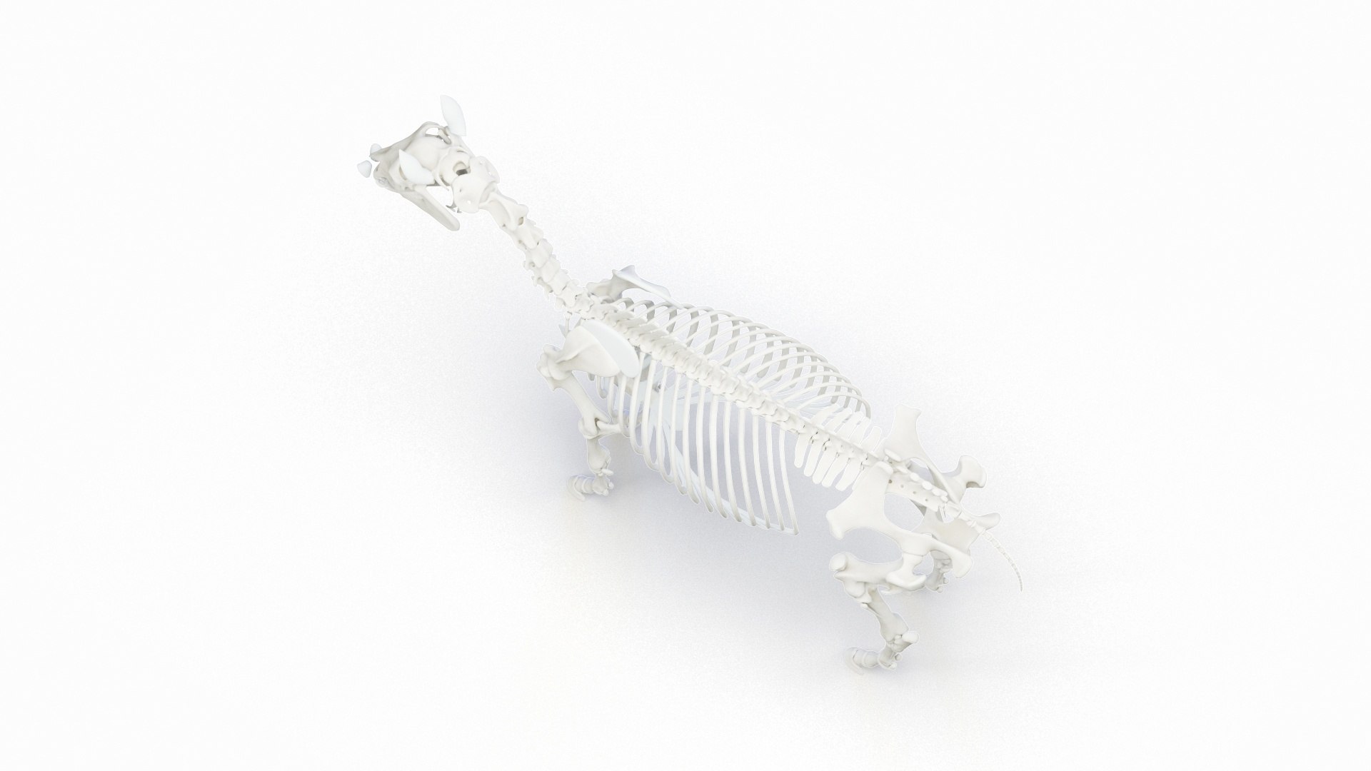 Full Horse Female Anatomy Static model https://p.turbosquid.com/ts-thumb/IZ/jCMecO/lA/horse_male_skeleton_0002/jpg/1718047914/1920x1080/fit_q87/3f45e5bed8e8ae18cf2a0828e54f9e6e3052d12f/horse_male_skeleton_0002.jpg