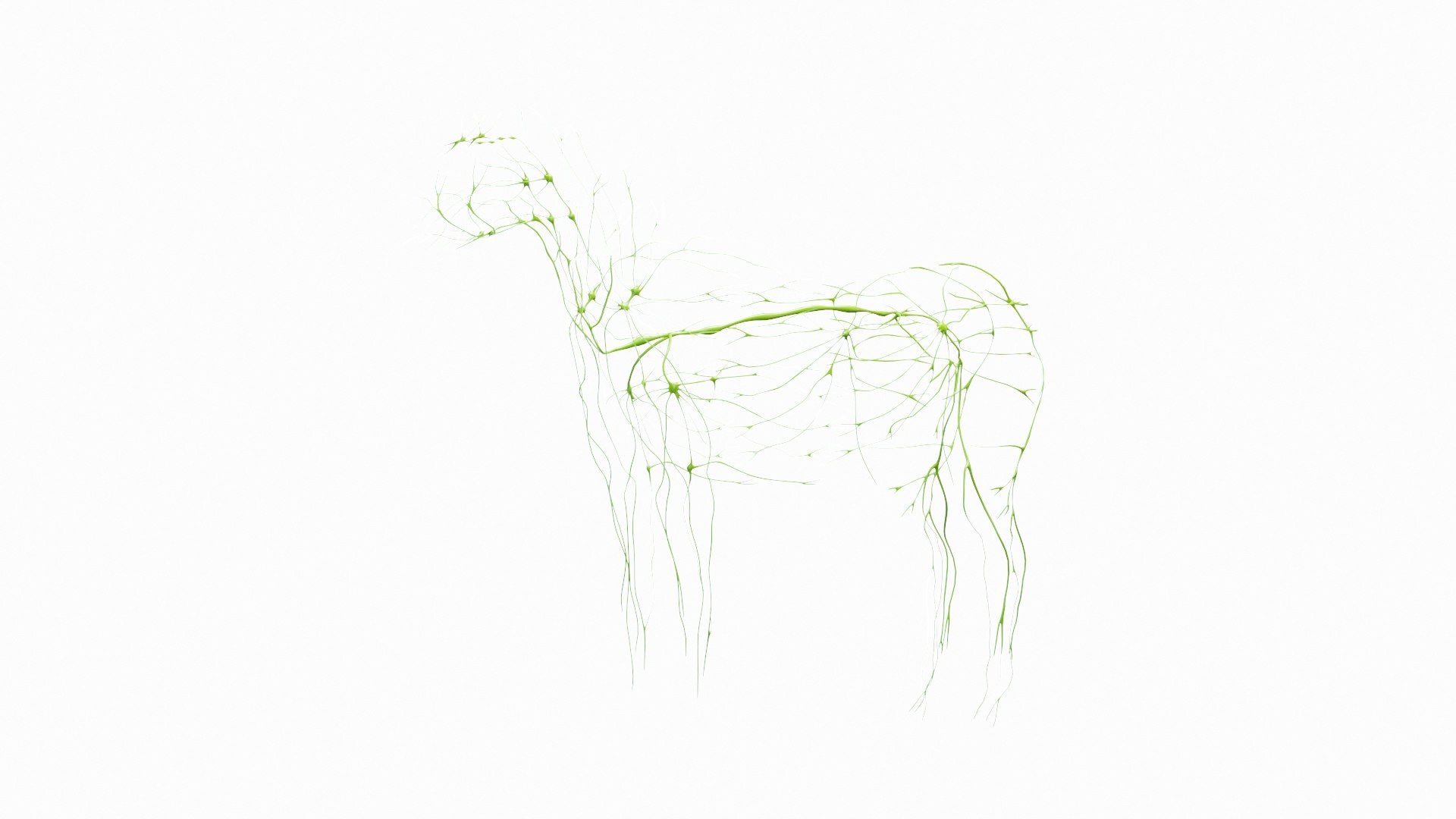 Full Horse Female Anatomy Static model https://p.turbosquid.com/ts-thumb/IZ/jCMecO/nU/horse_male_lymphatic_0000/jpg/1718047948/1920x1080/fit_q87/15718404da06d2f31f206e9b9725f9f5e03d8647/horse_male_lymphatic_0000.jpg