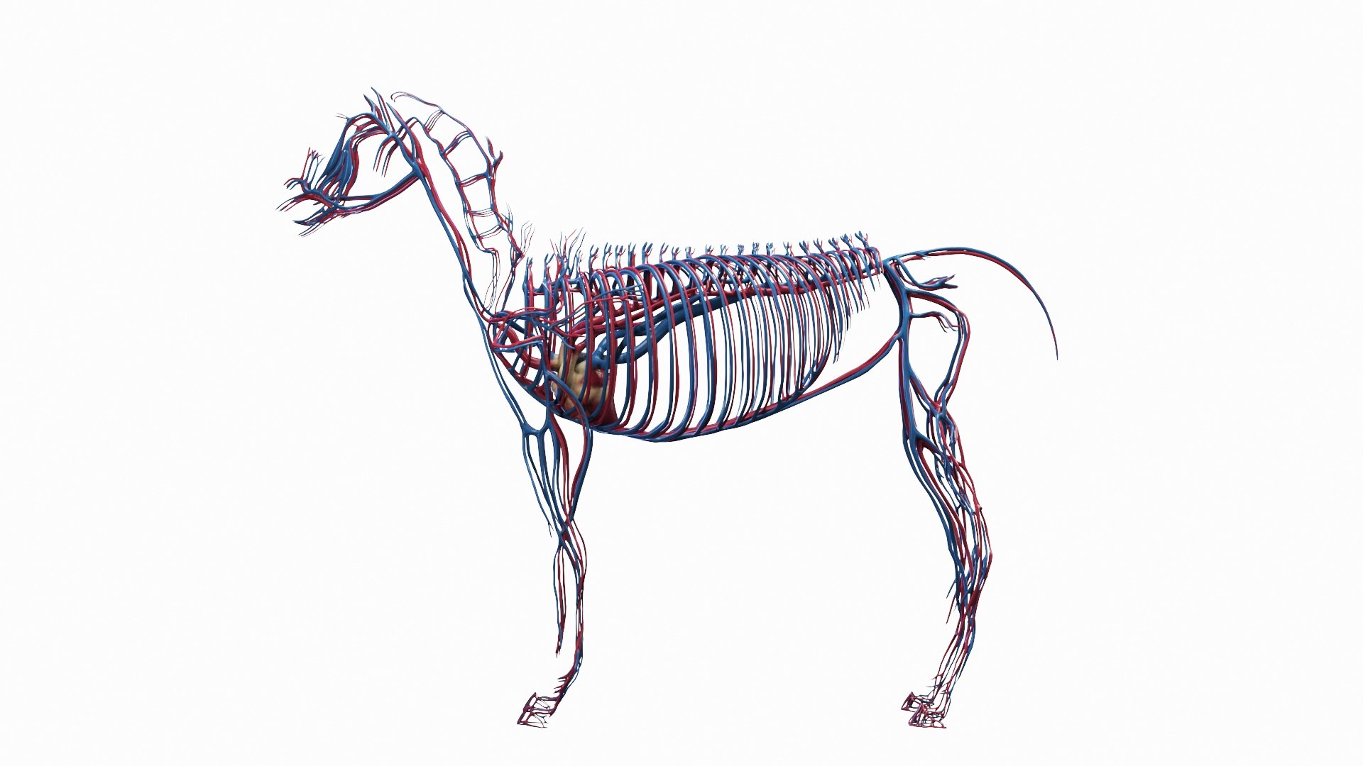 Full Horse Female Anatomy Static model https://p.turbosquid.com/ts-thumb/IZ/jCMecO/pY/horse_male_vascular_0001/jpg/1718048004/1920x1080/fit_q87/5b78b7deb116731f8fe2a391f9fbf9ab2d51d6c7/horse_male_vascular_0001.jpg