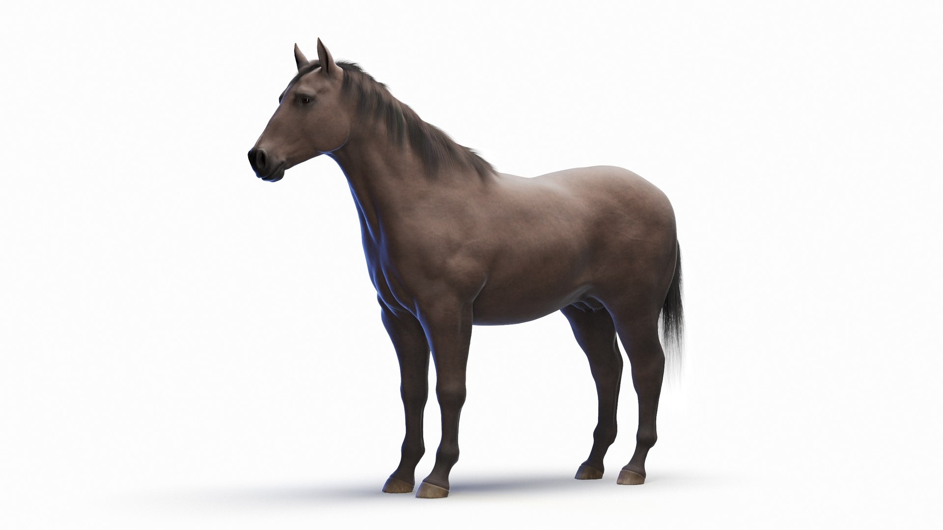 Full Horse Female Anatomy Static model https://p.turbosquid.com/ts-thumb/IZ/jCMecO/s9/horse_female_body_0000/jpg/1717951558/1920x1080/fit_q87/66525c04711bae6c1f9d613a11bd17caeaacf1ec/horse_female_body_0000.jpg