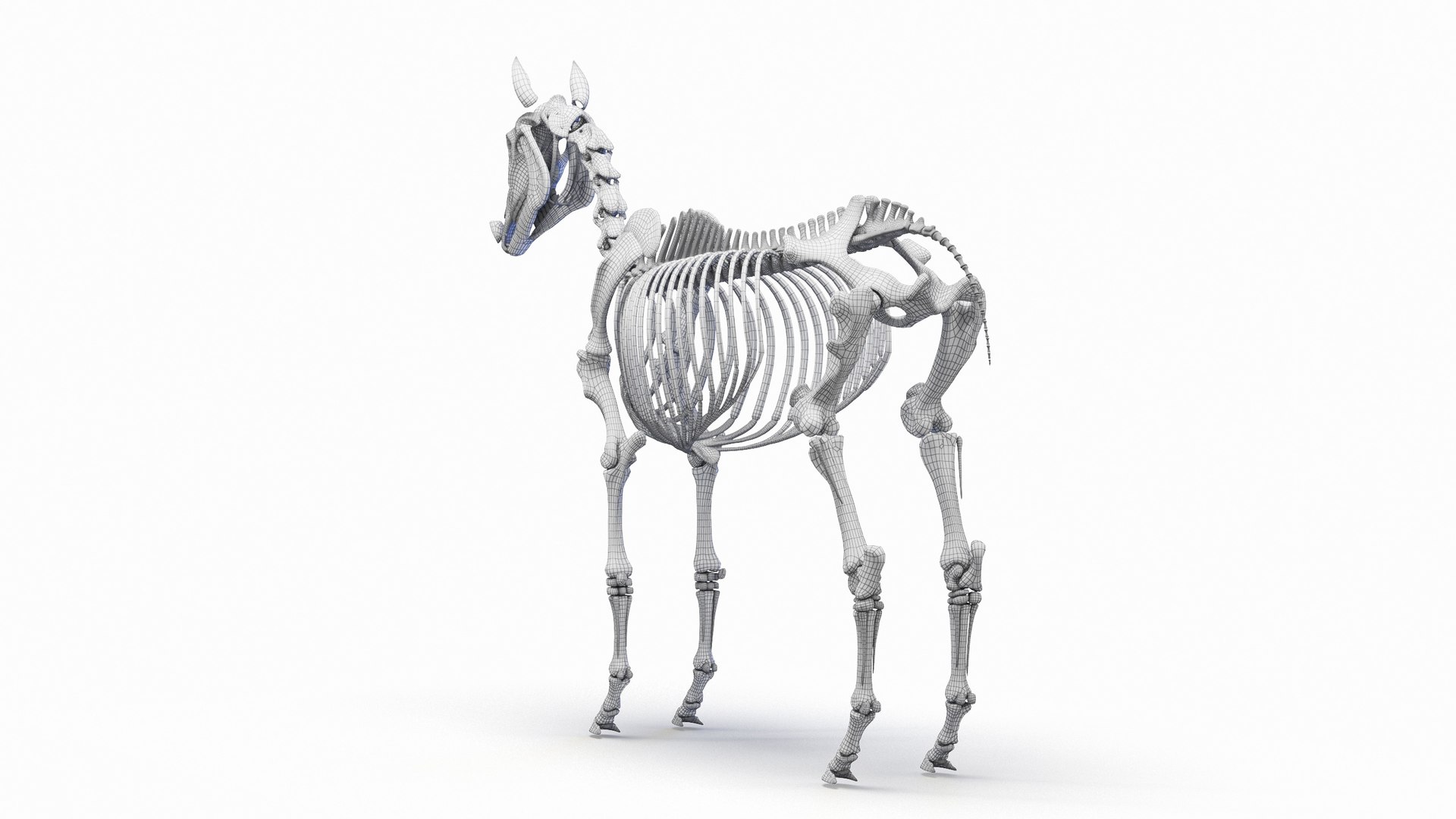 Full Horse Female Anatomy Static model https://p.turbosquid.com/ts-thumb/IZ/jCMecO/tF/horse_skeleton_wire_0003/jpg/1718048034/1920x1080/fit_q87/1d4eb381400459ea724ed1ea7ffd6fc79d38e8b4/horse_skeleton_wire_0003.jpg