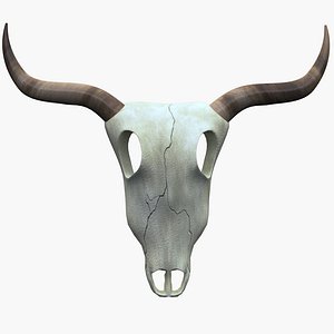 Cow Skull