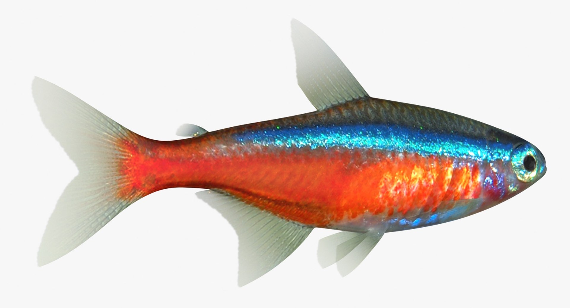 realistic neon tetra 3D model https://p.turbosquid.com/ts-thumb/IZ/nPwICf/4U5cRdMS/ryukingoldfish_rr13a/jpg/1551609265/1920x1080/fit_q87/3e549b6b8770fb318b2ec158f2edc24b25075f0a/ryukingoldfish_rr13a.jpg