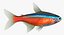 Neon Tetra