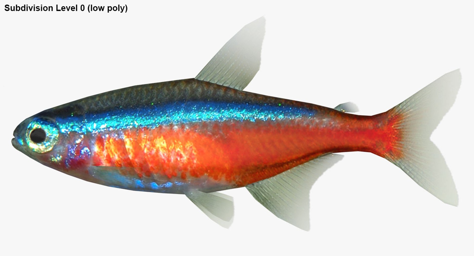 realistic neon tetra 3D model https://p.turbosquid.com/ts-thumb/IZ/nPwICf/FhQaIU7E/ryukingoldfish_rr28/jpg/1551609268/1920x1080/fit_q87/90684b32274709a1561ab26fb1f0521acde7eb67/ryukingoldfish_rr28.jpg