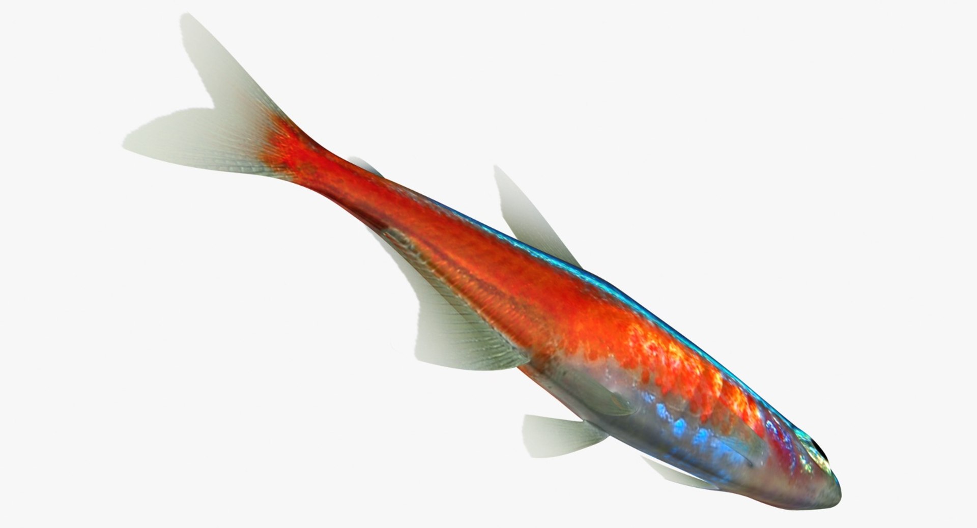 realistic neon tetra 3D model https://p.turbosquid.com/ts-thumb/IZ/nPwICf/T1huydIj/ryukingoldfish_rr16/jpg/1551609266/1920x1080/fit_q87/28006c192e7c68e63829e51a2f08959e331ee94d/ryukingoldfish_rr16.jpg