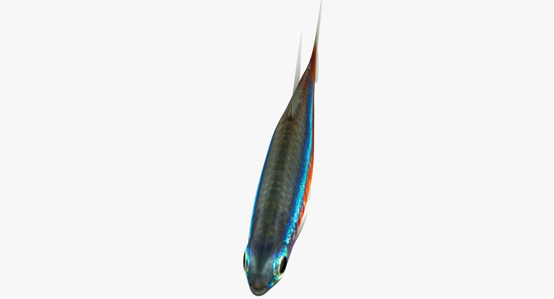 realistic neon tetra 3D model https://p.turbosquid.com/ts-thumb/IZ/nPwICf/U9dFApVe/ryukingoldfish_rr03a/jpg/1551609263/1920x1080/fit_q87/469190693b6290fae7c44b7bd41f2dd1e4b3d5b1/ryukingoldfish_rr03a.jpg